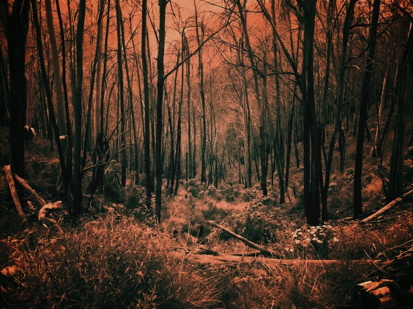 Мрачная чаща обои