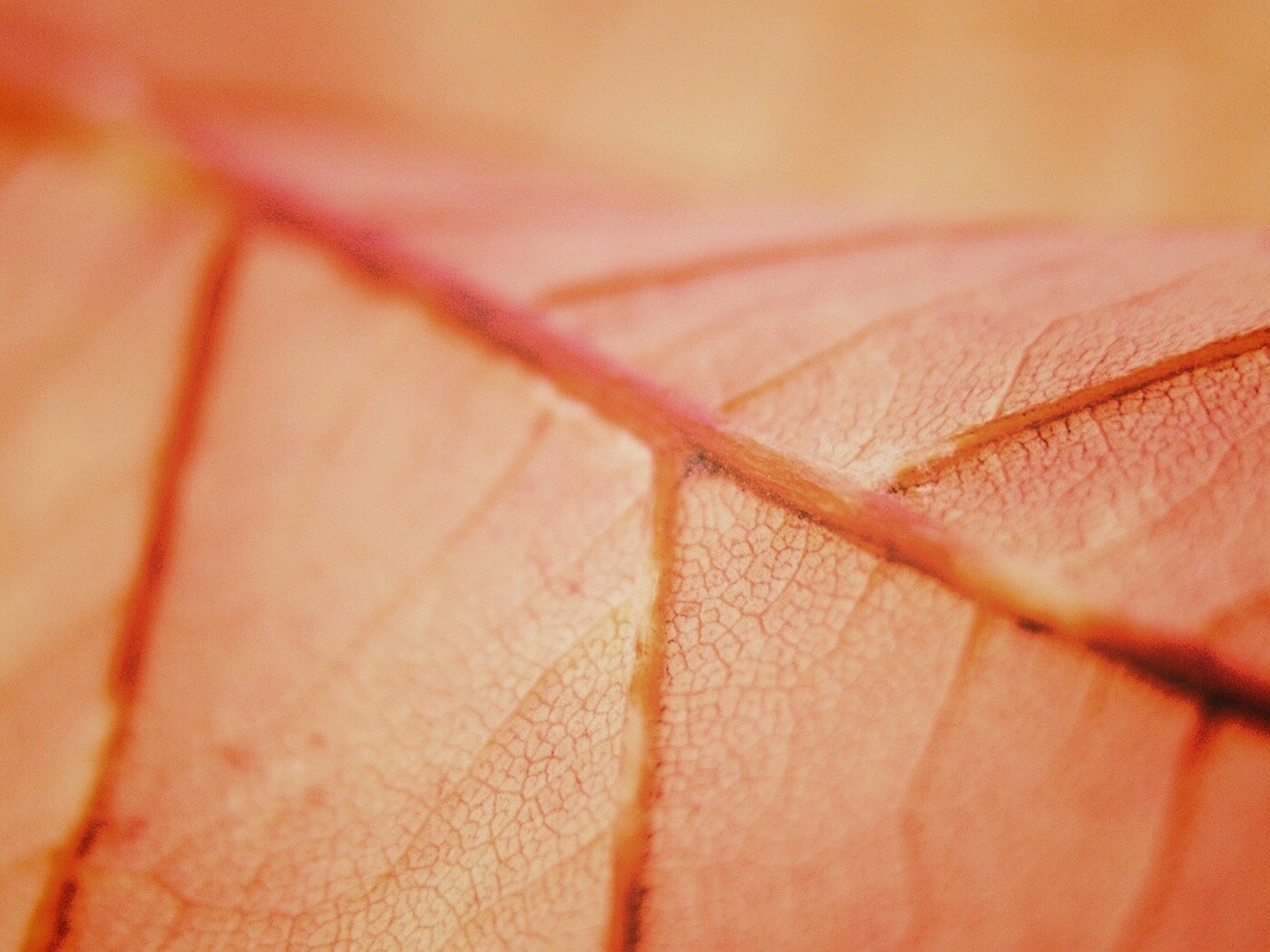 Желтый лист обои