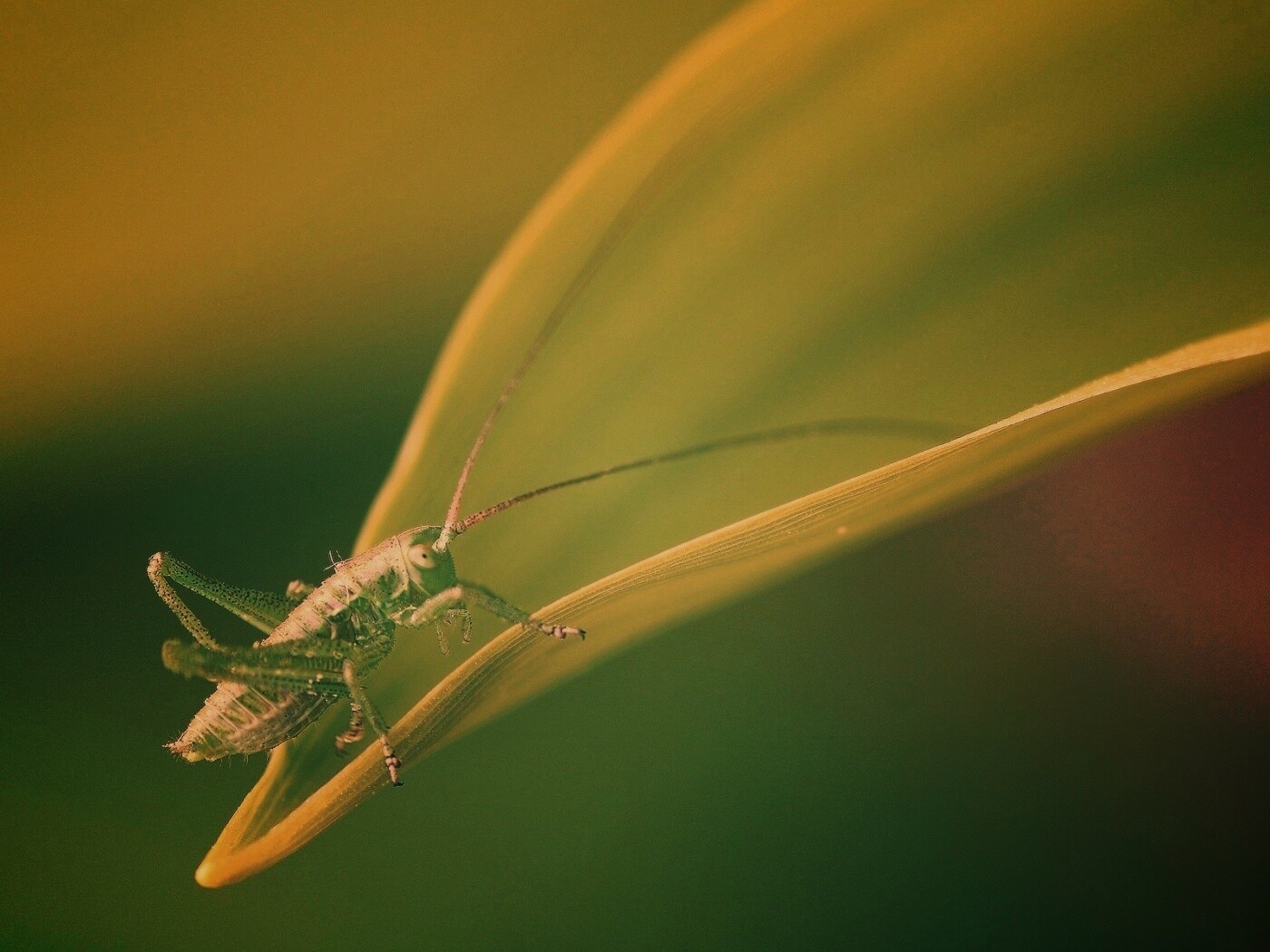 Кузнечик на листике обои