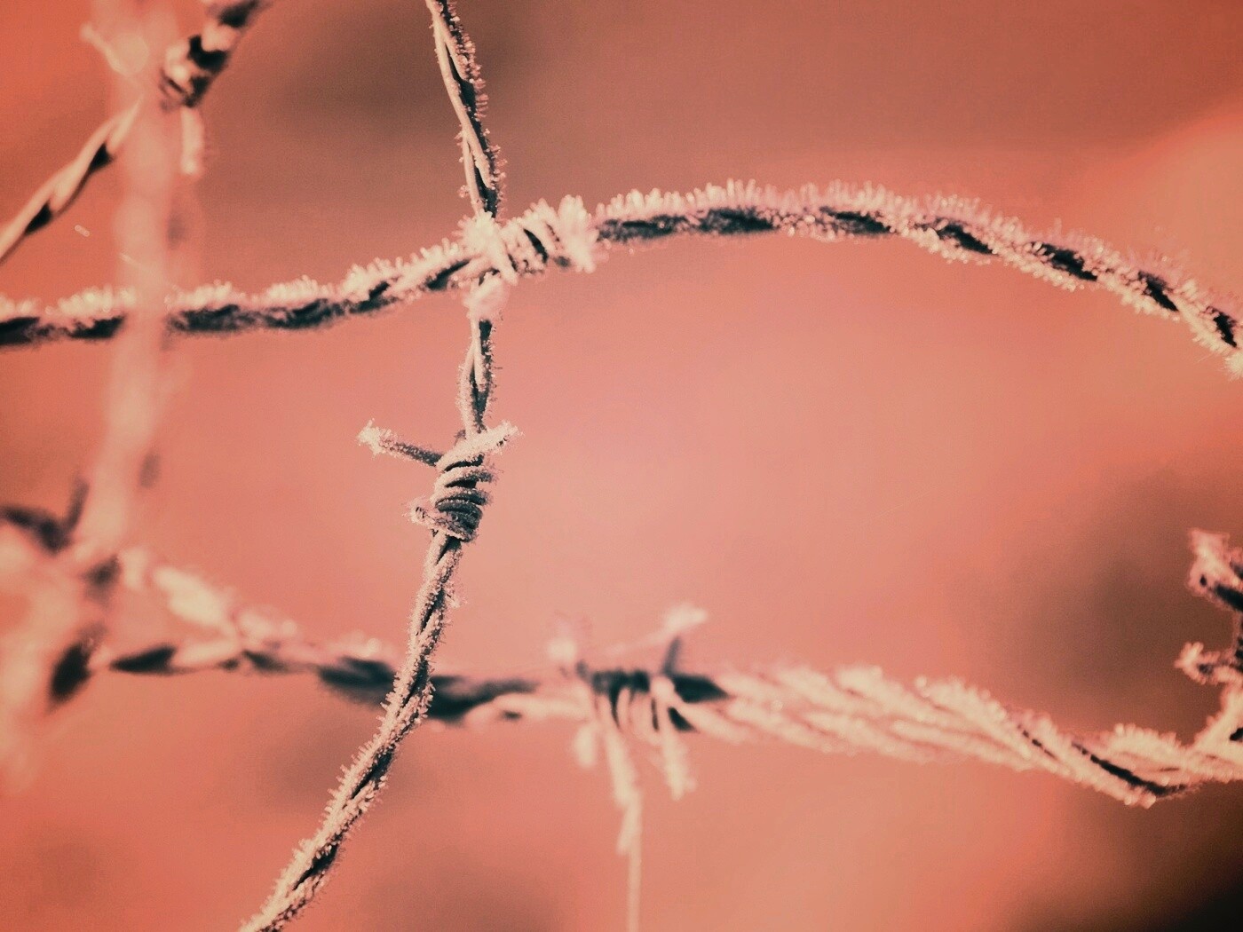 Замерзшая колючая проволока обои