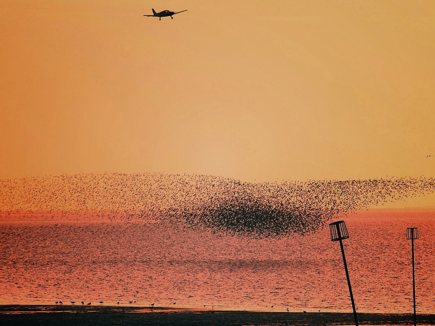 Взлетающая стая птиц обои