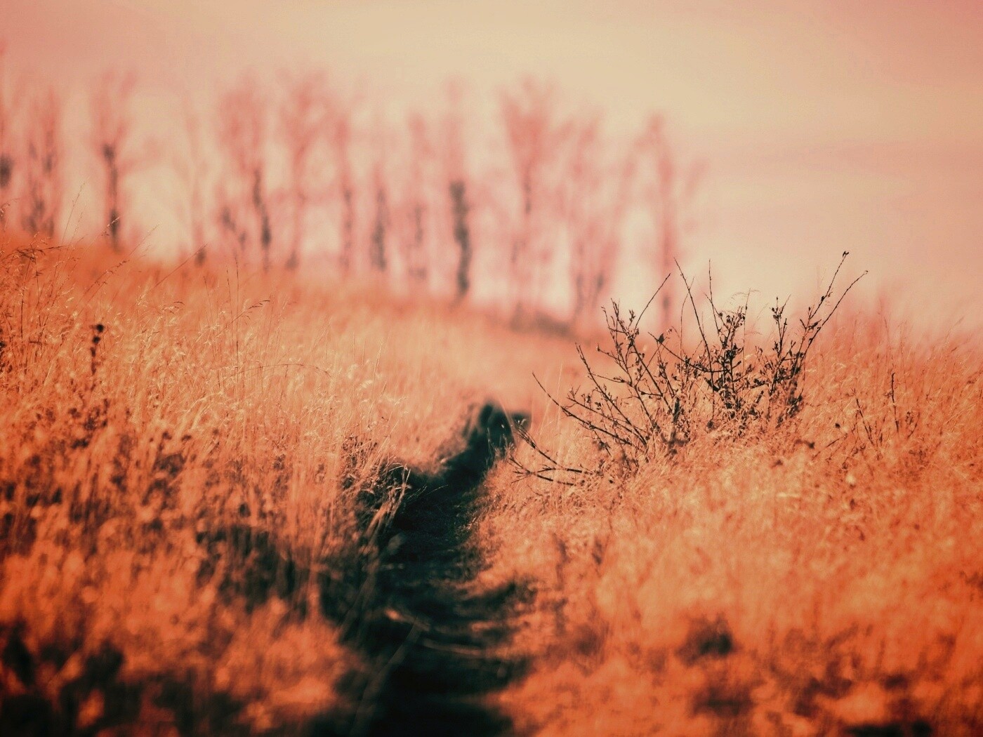 Тропинка в поле обои