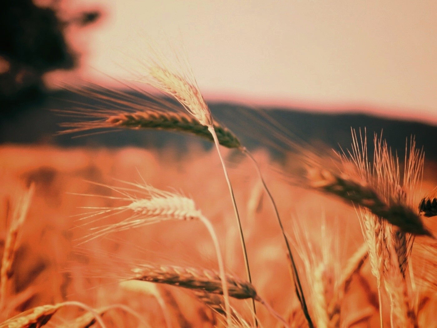 Колоски на ветру обои