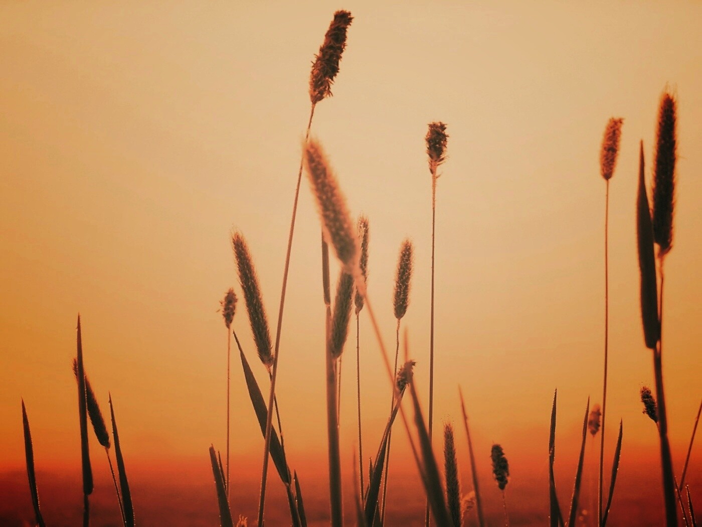 Травинки на фоне золотого неба обои
