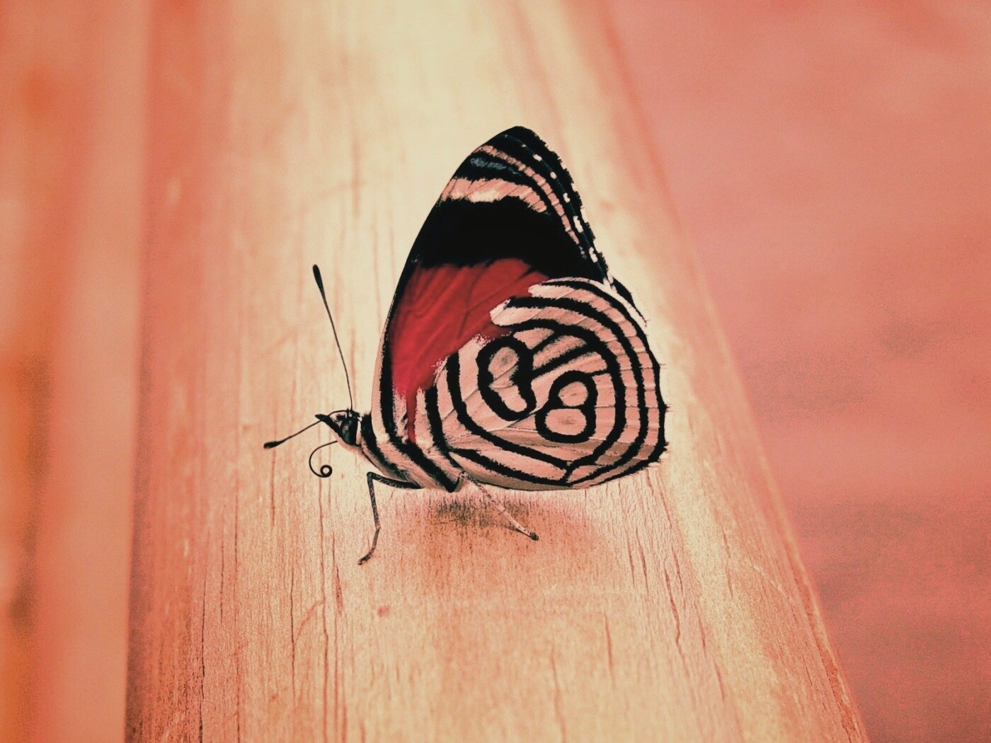 Бабочка на бревне обои