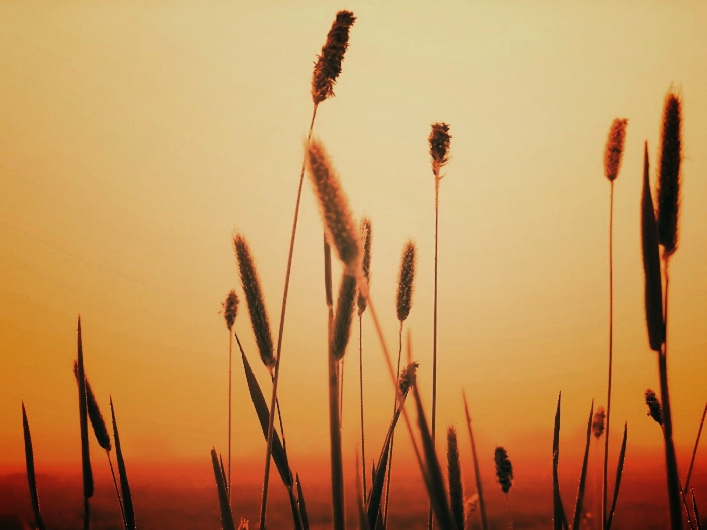 Травинки на закате обои