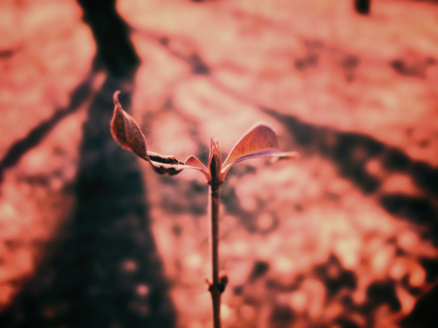 Красный росток обои