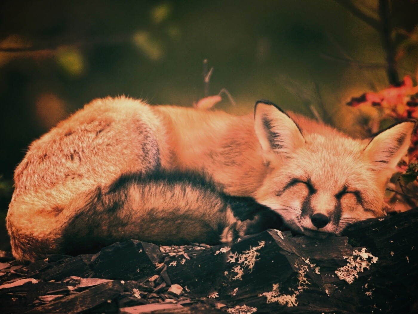 Спящая лиса обои