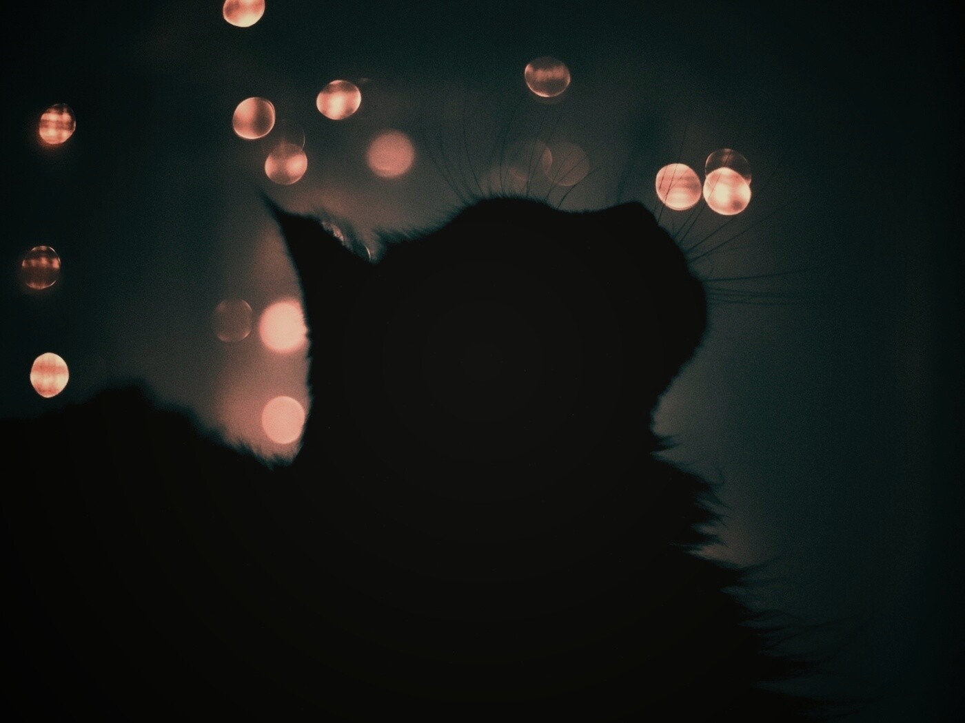 Силуэт черного кота обои