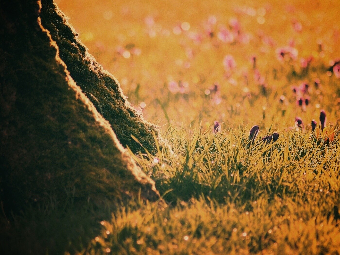 Дерево в траве обои