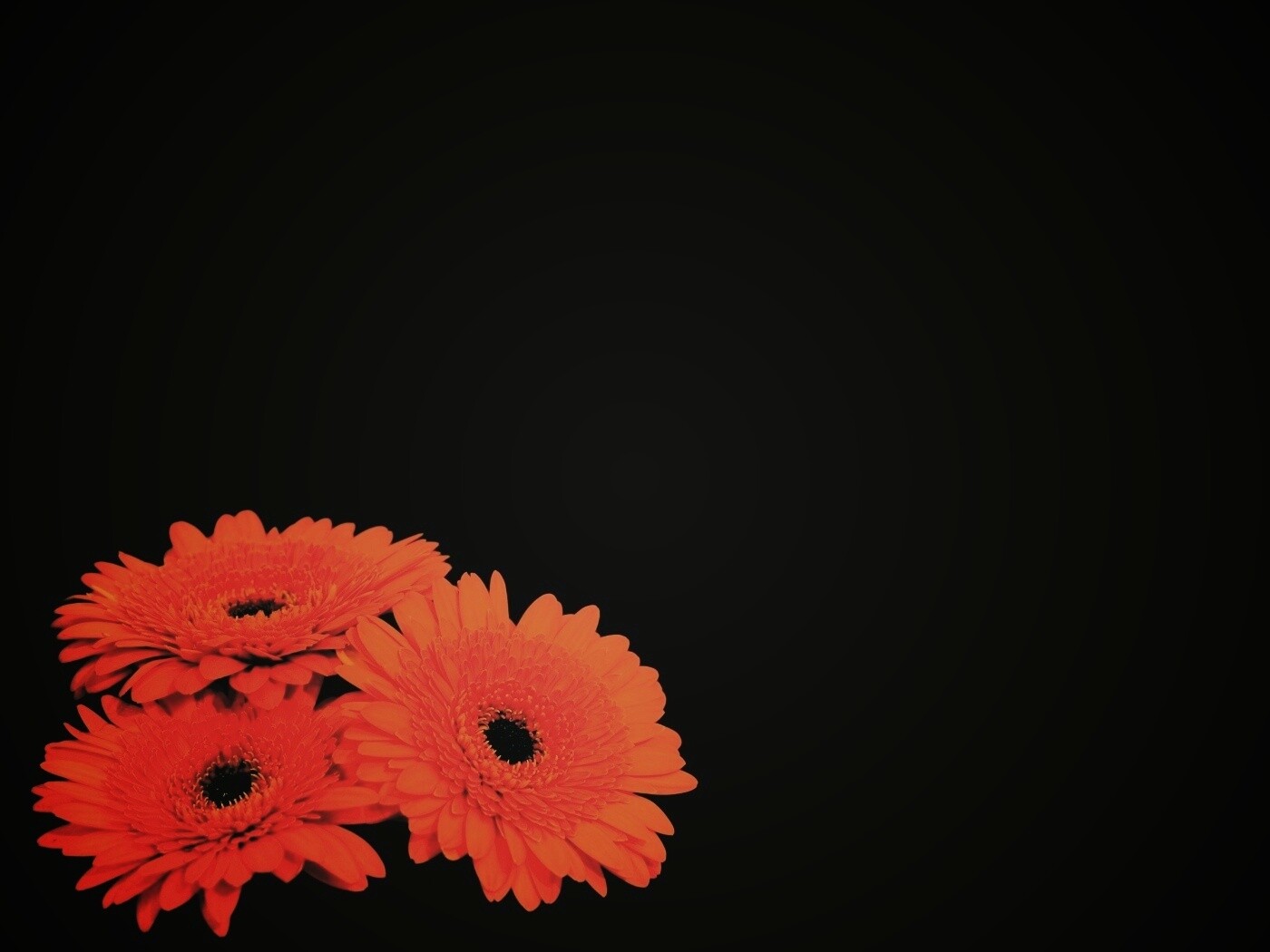 Красные герберы обои