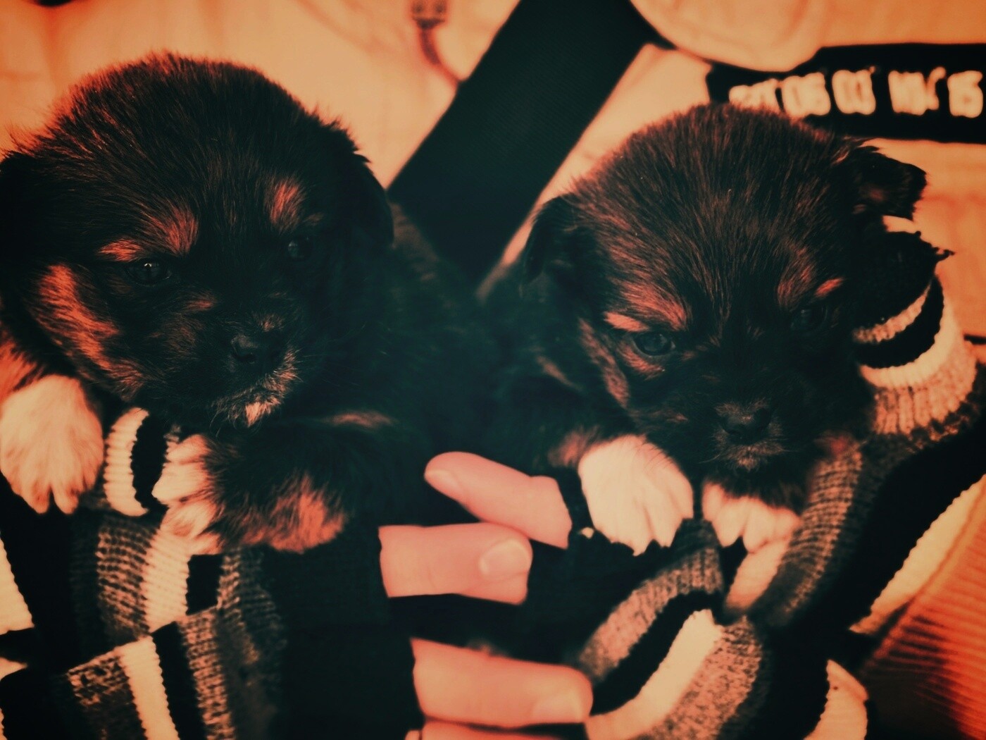 Два коричневых щенка обои