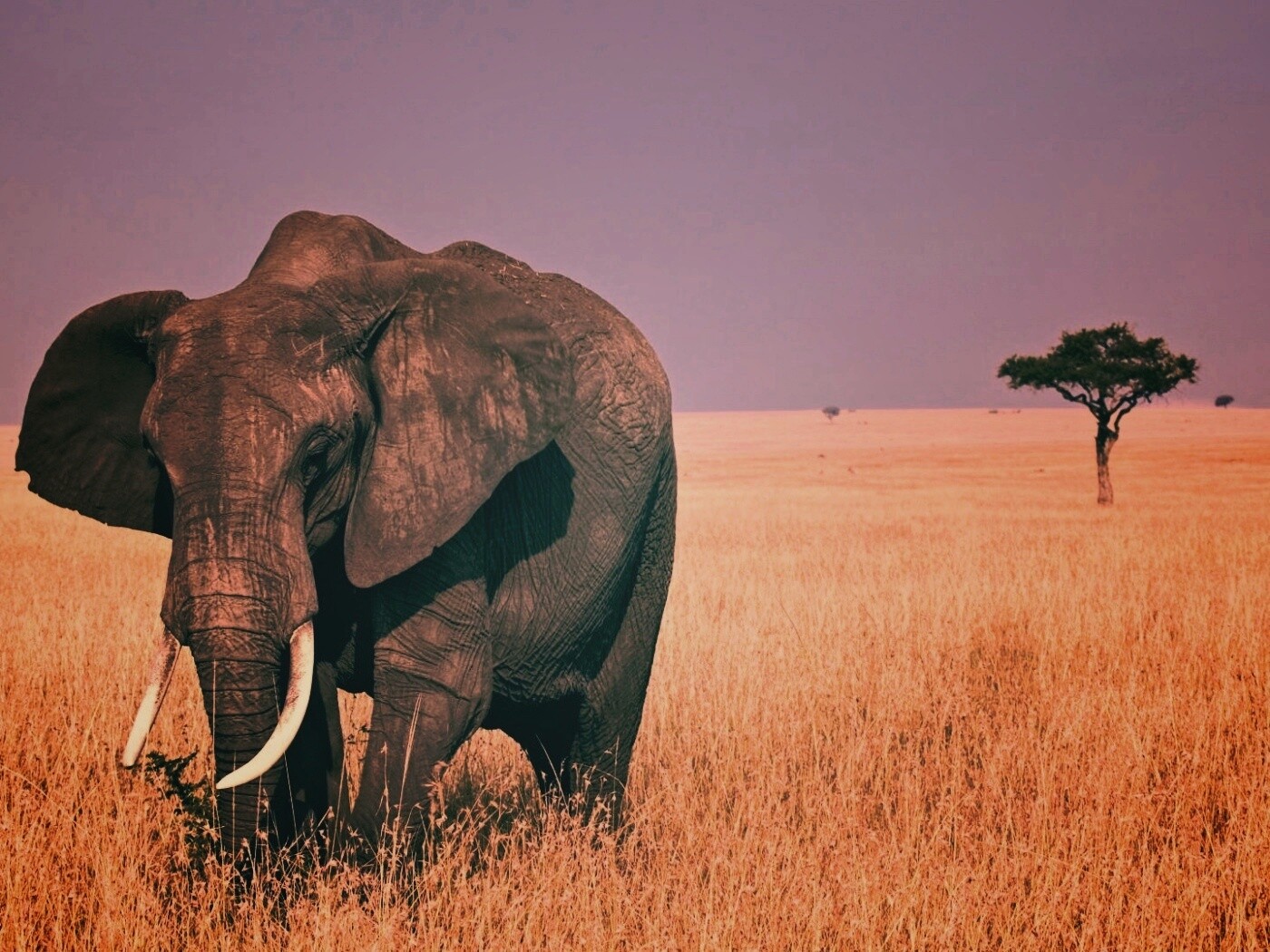 Африканский слон обои