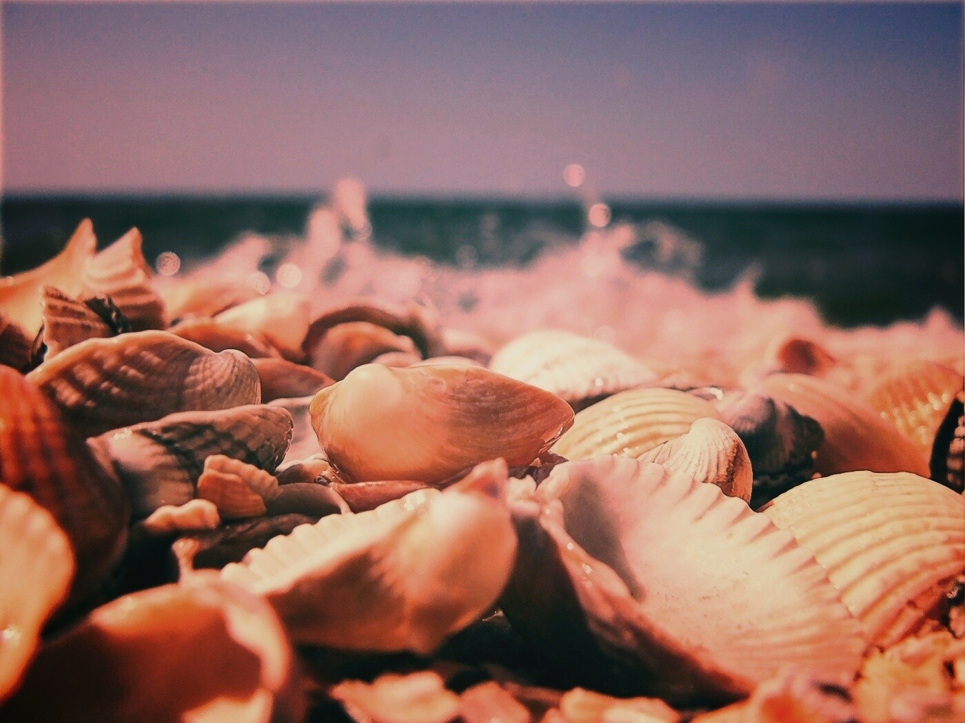 Морские ракушки обои