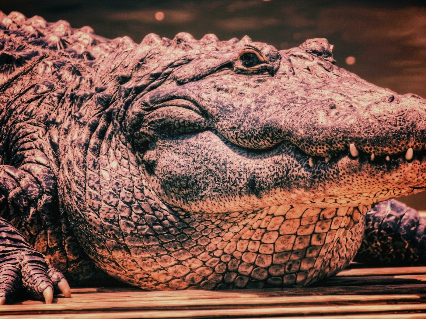 Синий крокодил обои