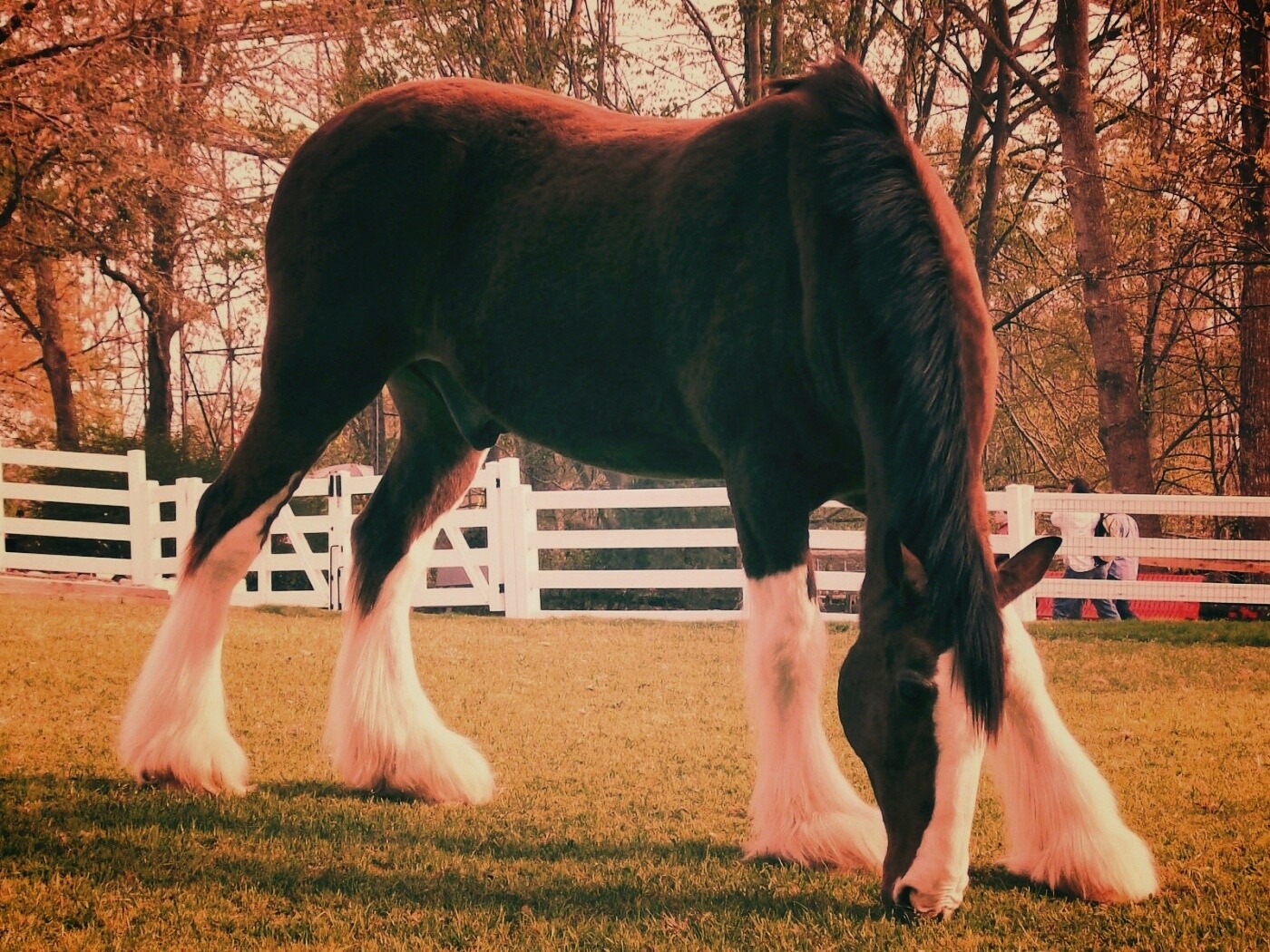 Лошадь с лохматыми ногами обои