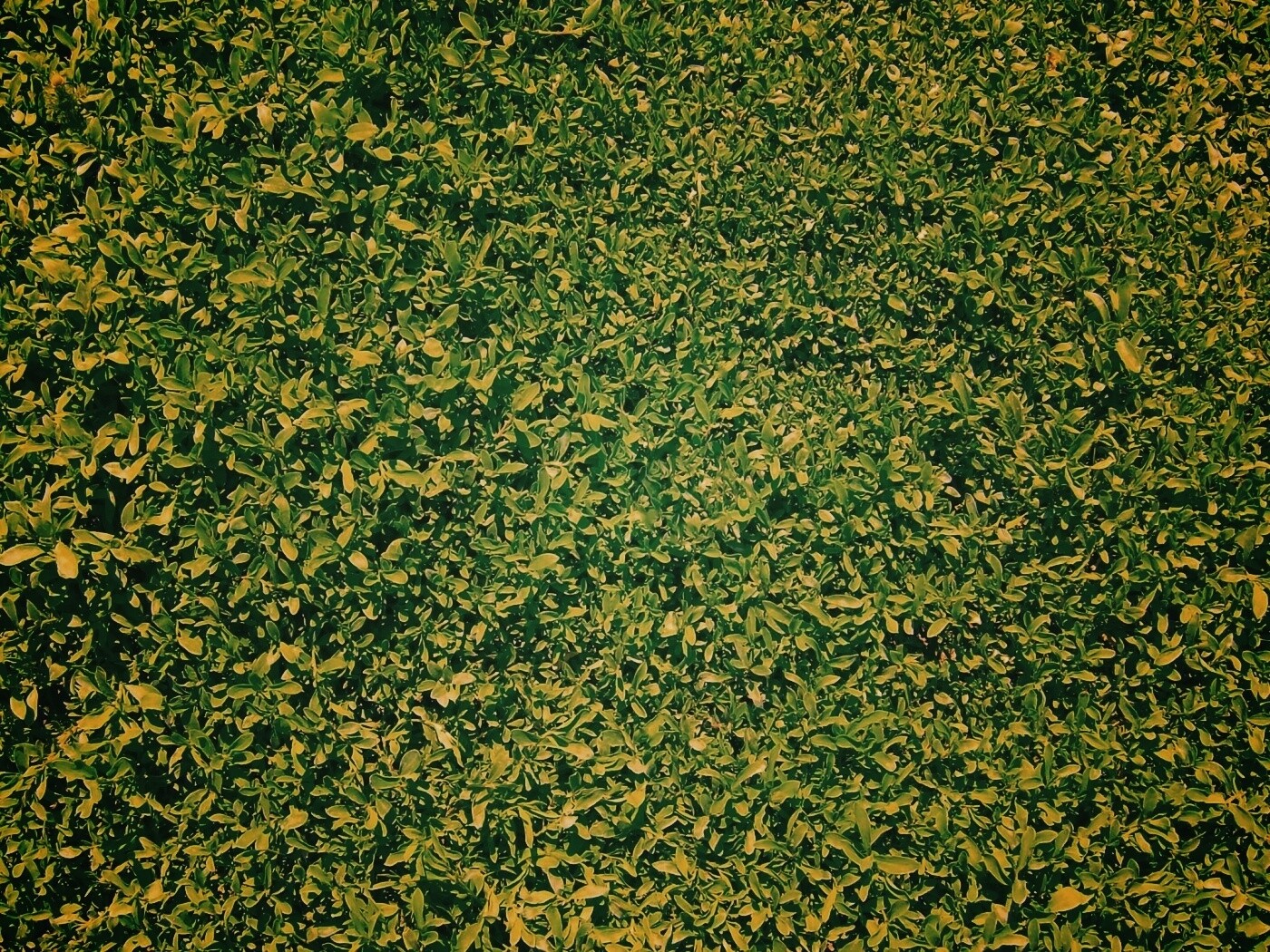 Чайные листья обои