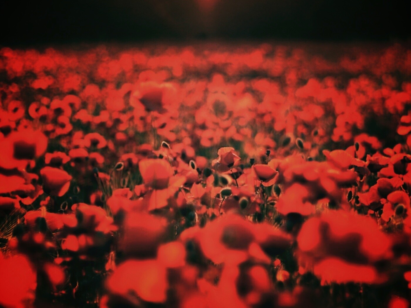 Маки в полях обои