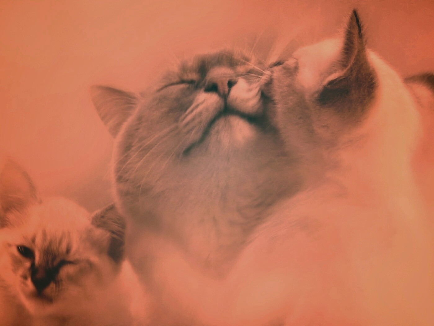 Котята с мамой обои