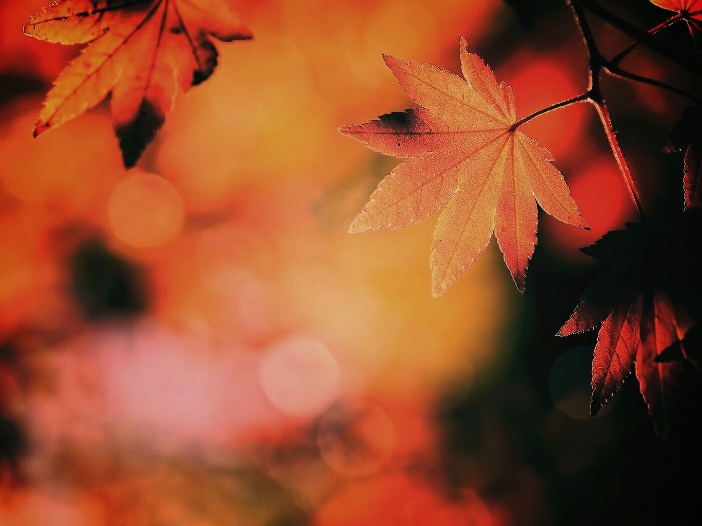 Осенние листья обои