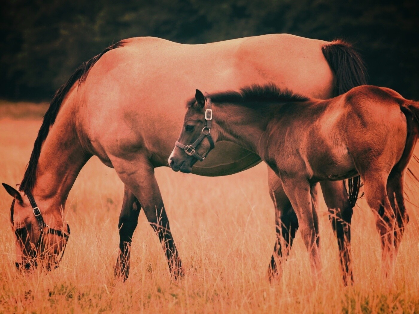 Жеребенок и беременная кобыла обои