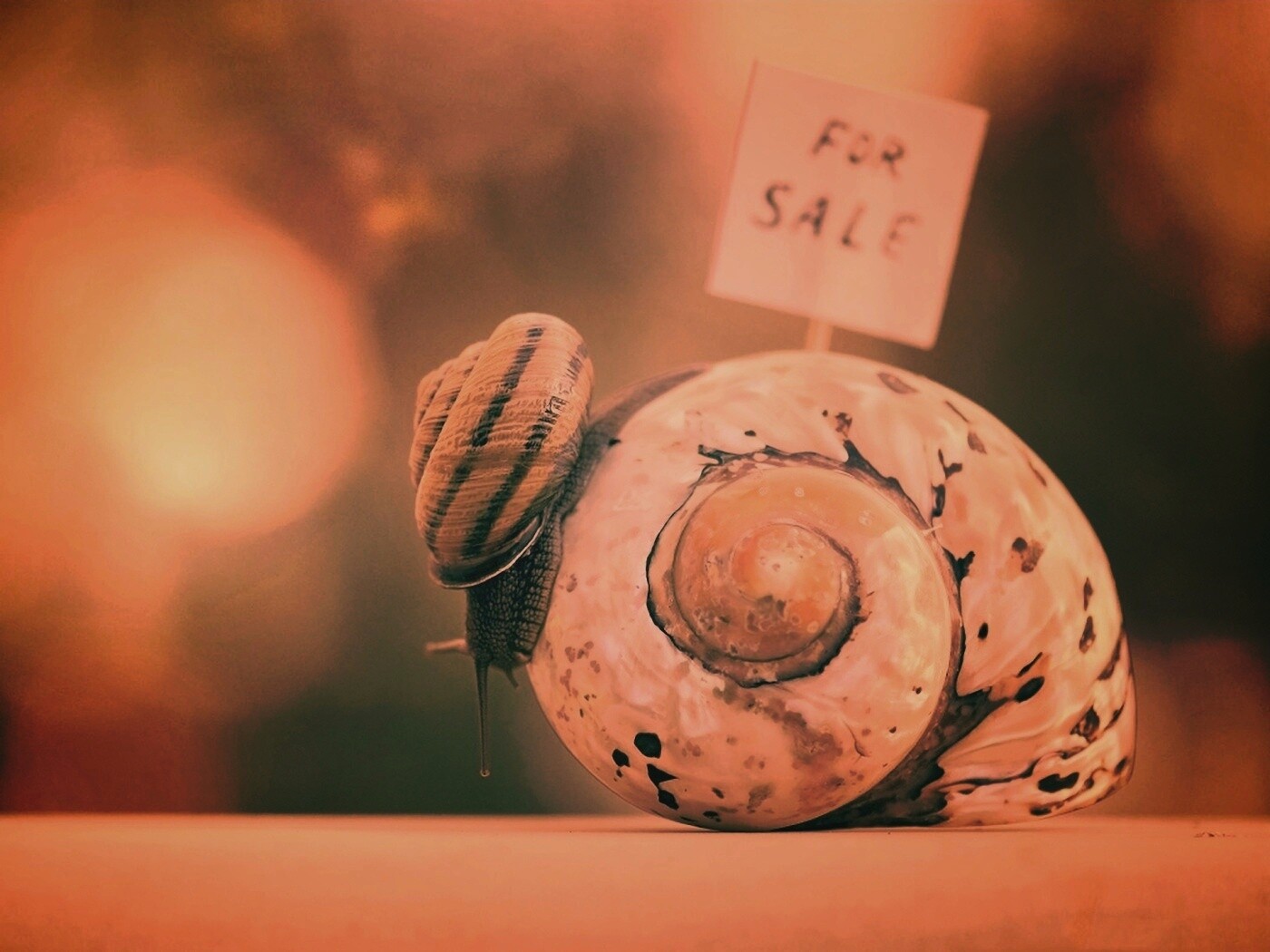 Улитка приматрвиает новый дом обои