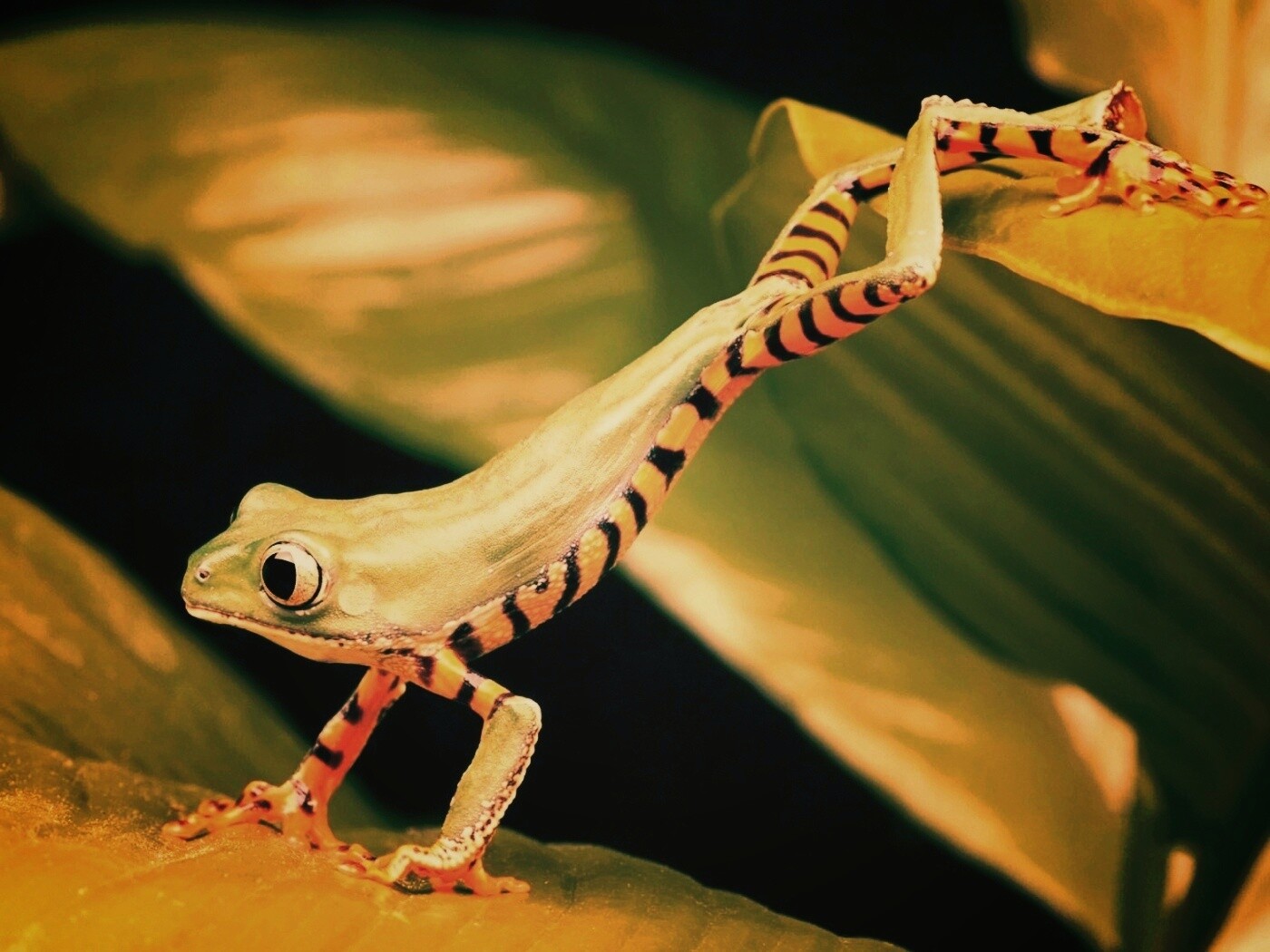 Лягушка переползает с листа на лист обои