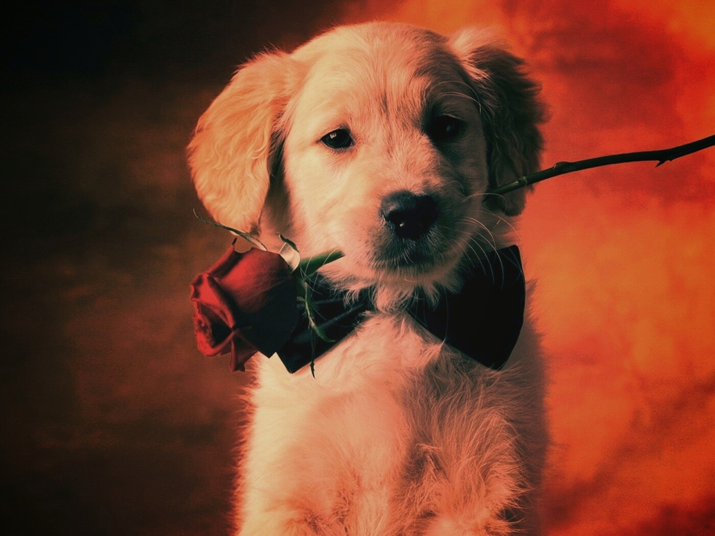 Щенок с розой в зубах обои