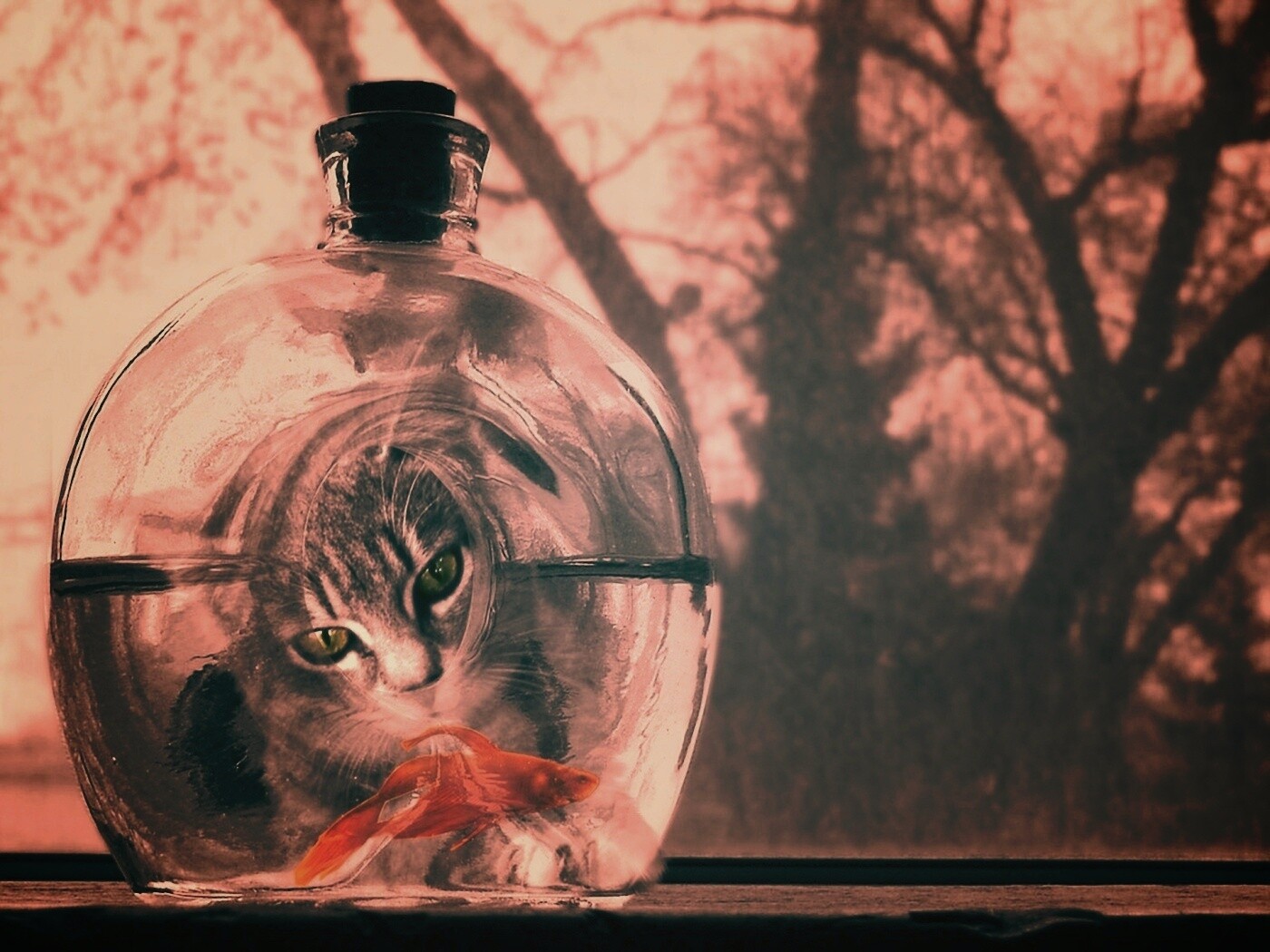 Кот наблюдает за рыбкой в бутылке обои