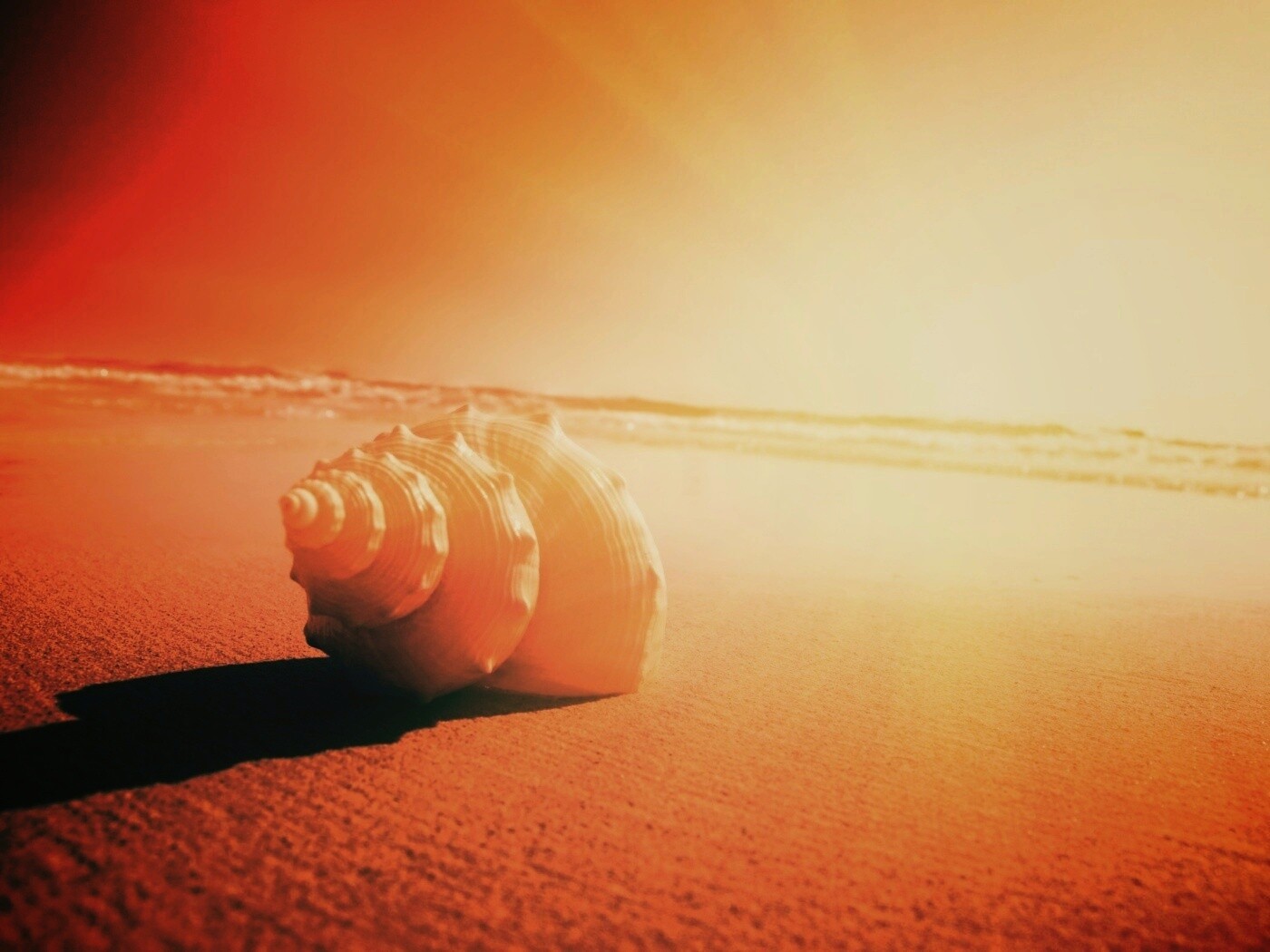 Золотистая ракушка обои