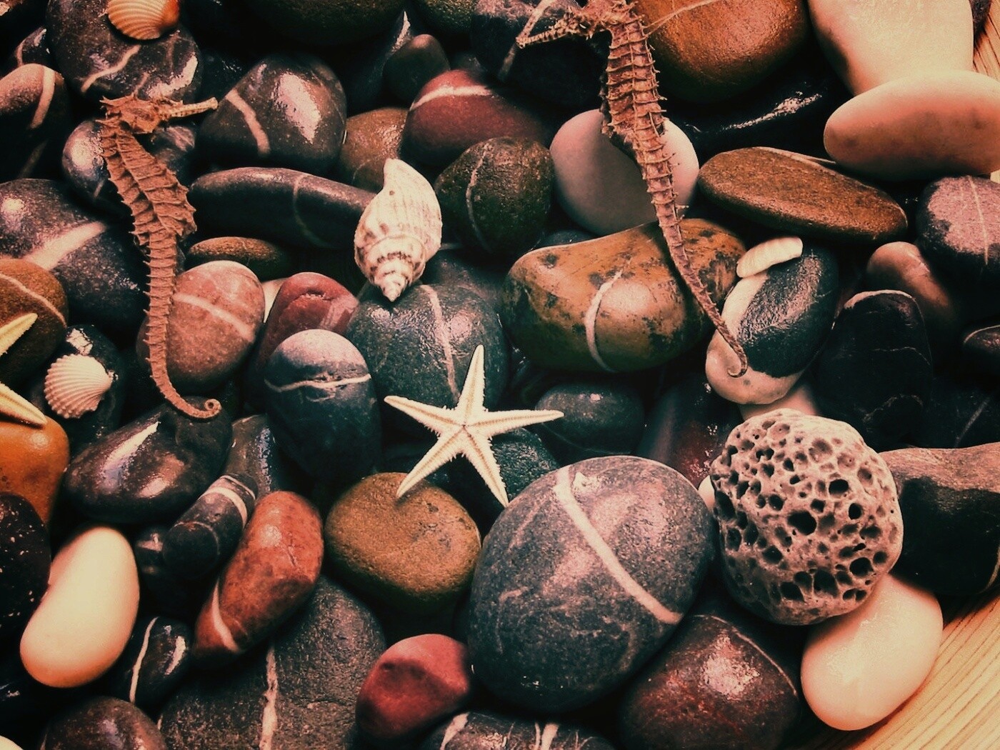 Морские камешки и фауна обои