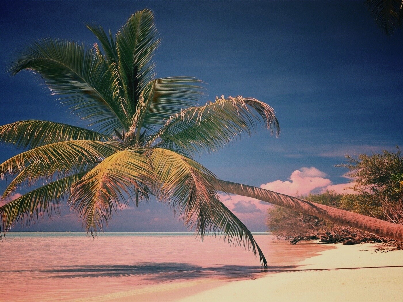 Пальма над водой обои