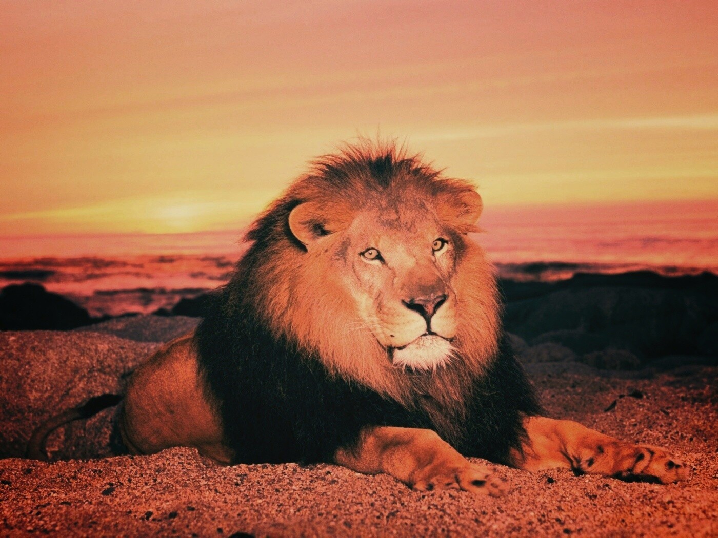 Лев на берегу океана обои