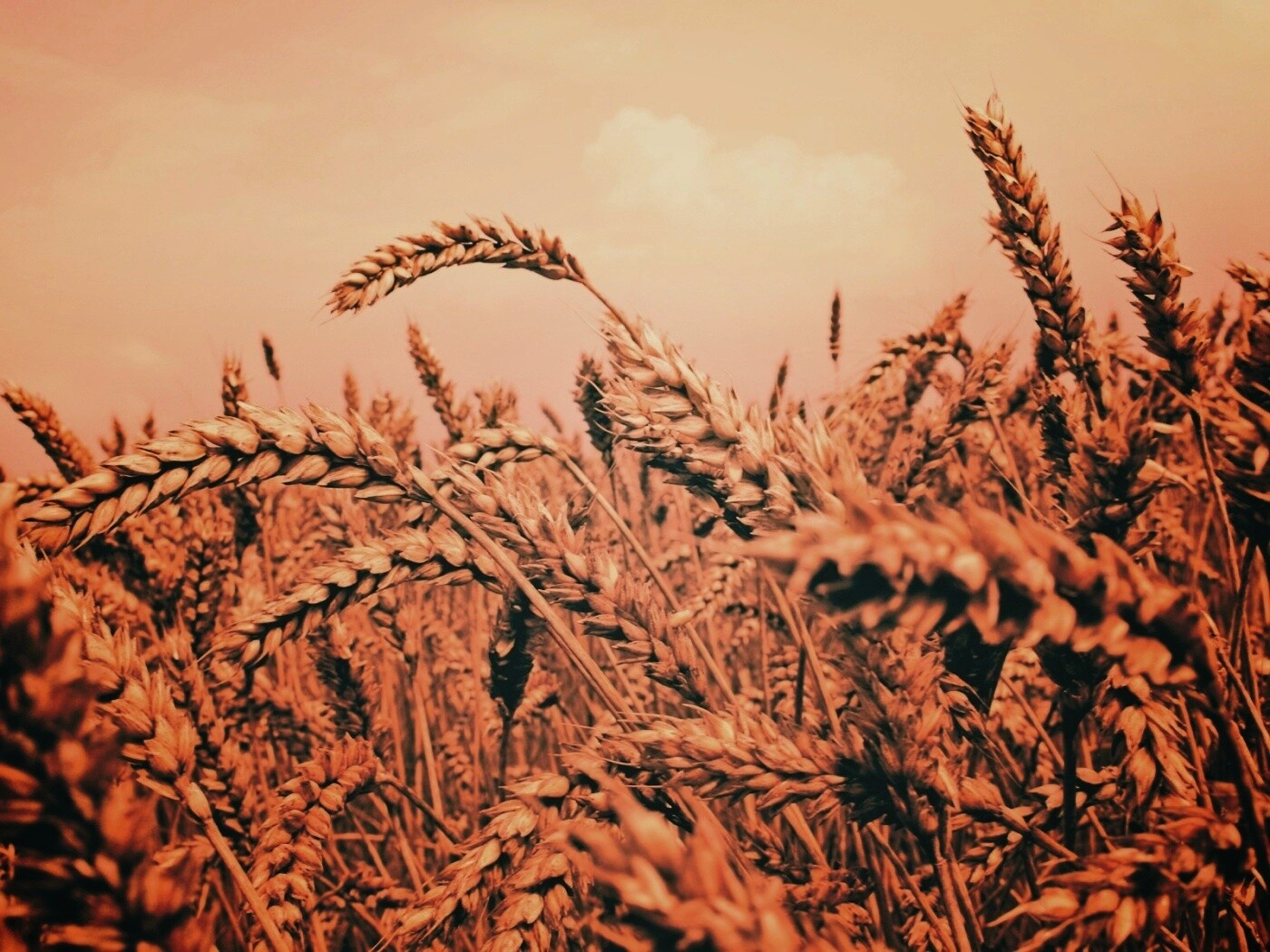 Пшеничные колосья обои