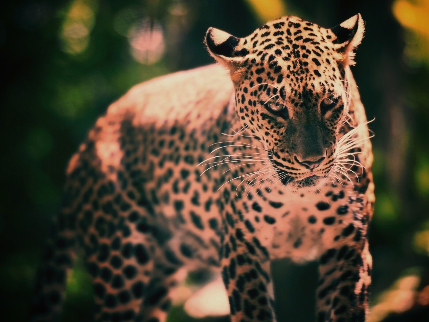 Леопард в сингапурском зоопарке обои