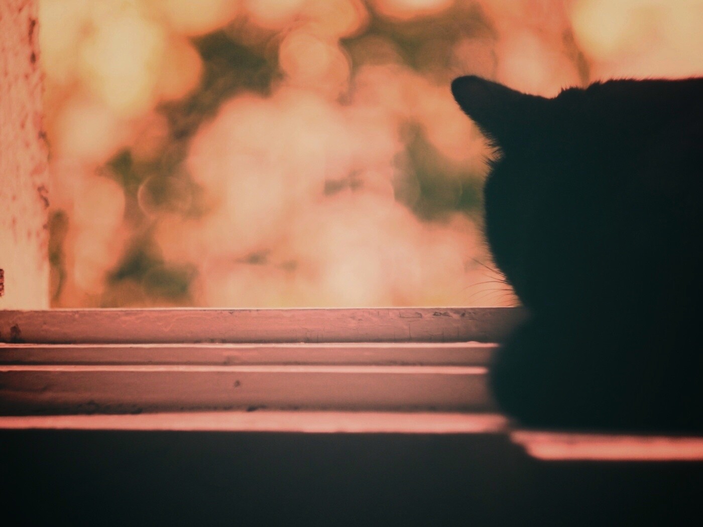 Дремлющий на окне черный кот обои