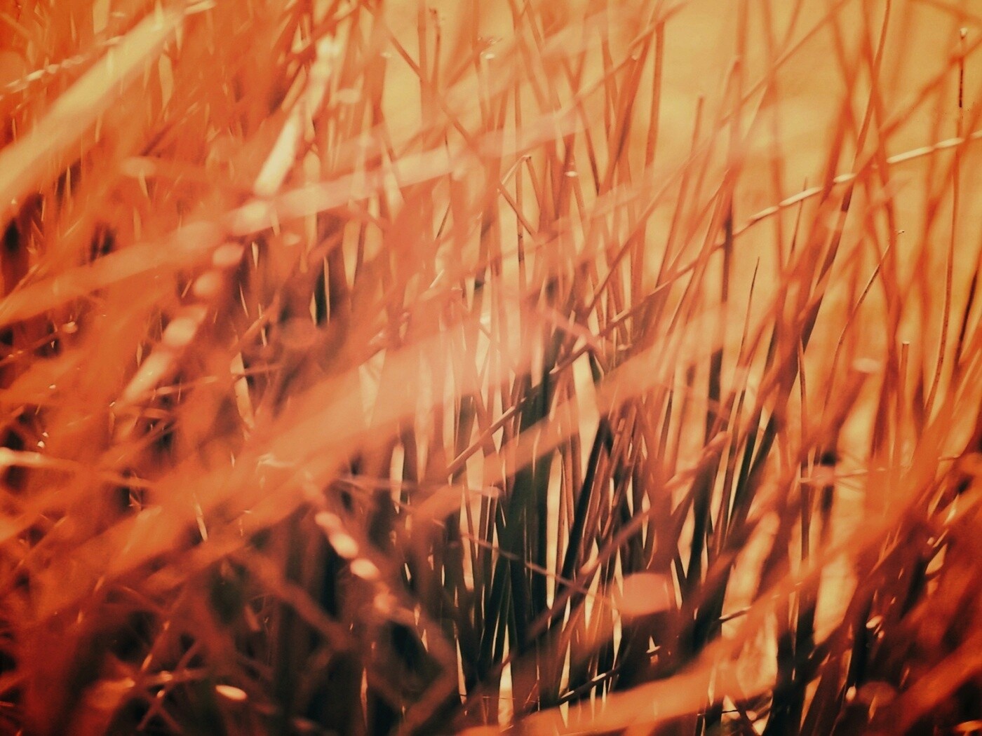 Высохшие травяные стебли обои