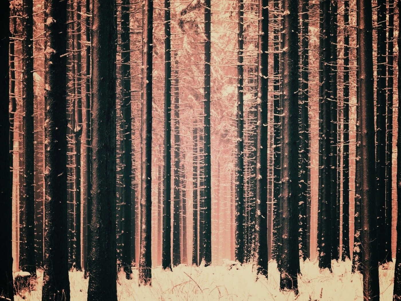 Зимний лес как штрихкод обои