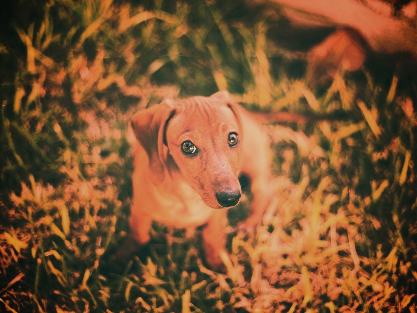 Маленькая милая такса обои