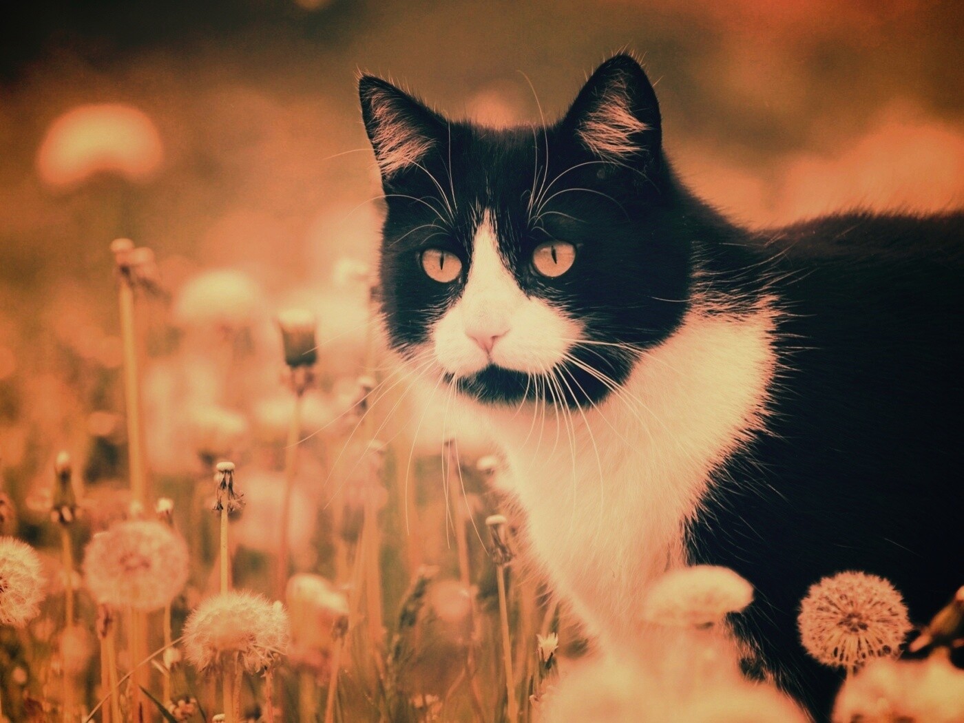 Кот в одуванчиках обои