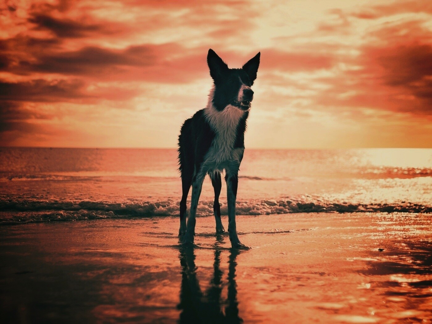 Собачка на пляже обои