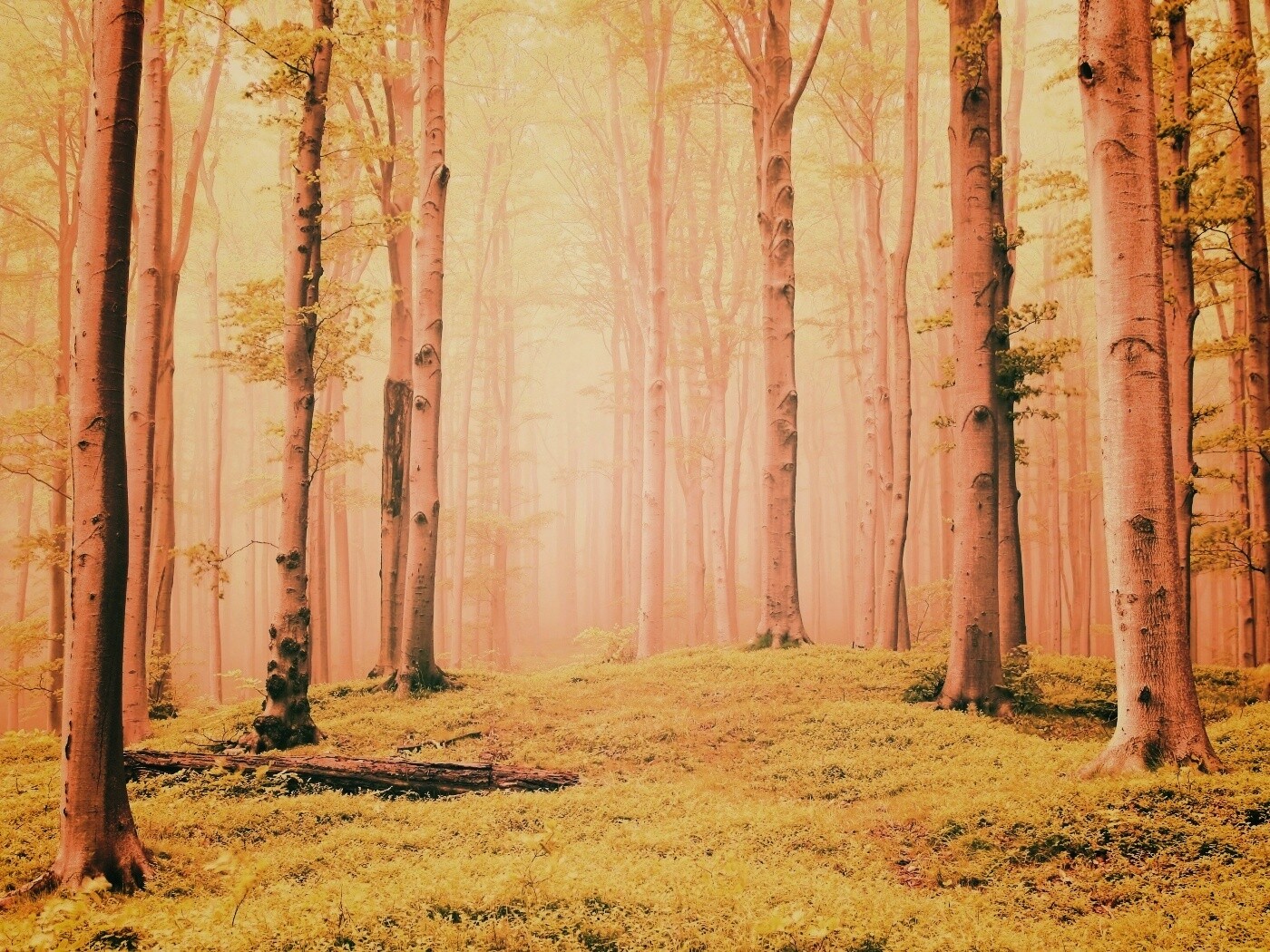 Опушка осинового леса обои