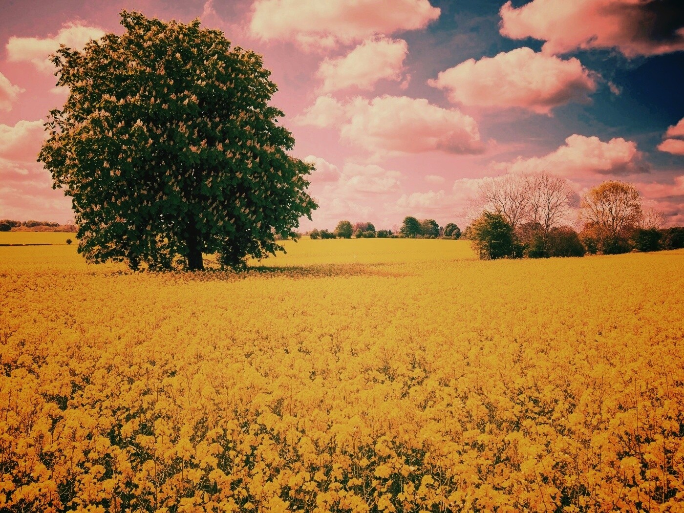 Каштан на цветочном поле обои