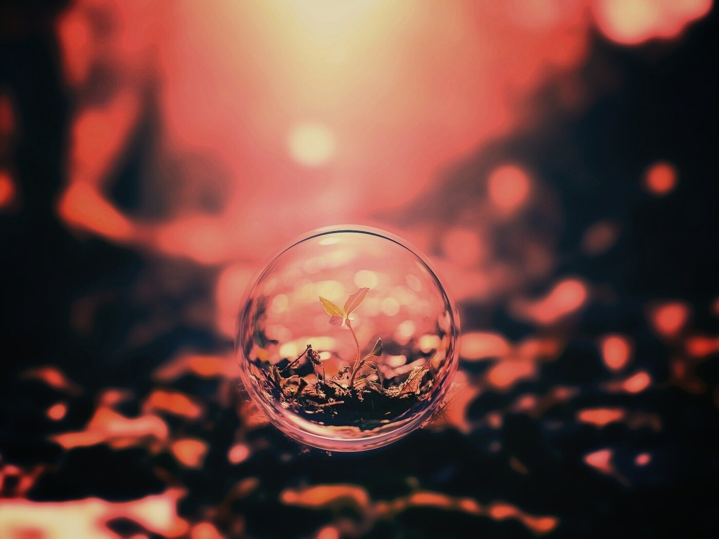 Росток в пузыре обои