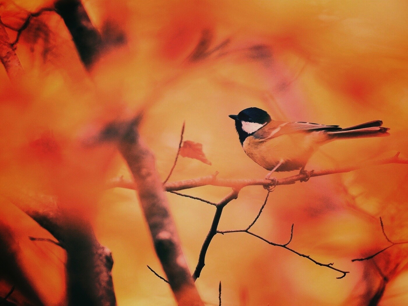 Синичка в желтой листве обои