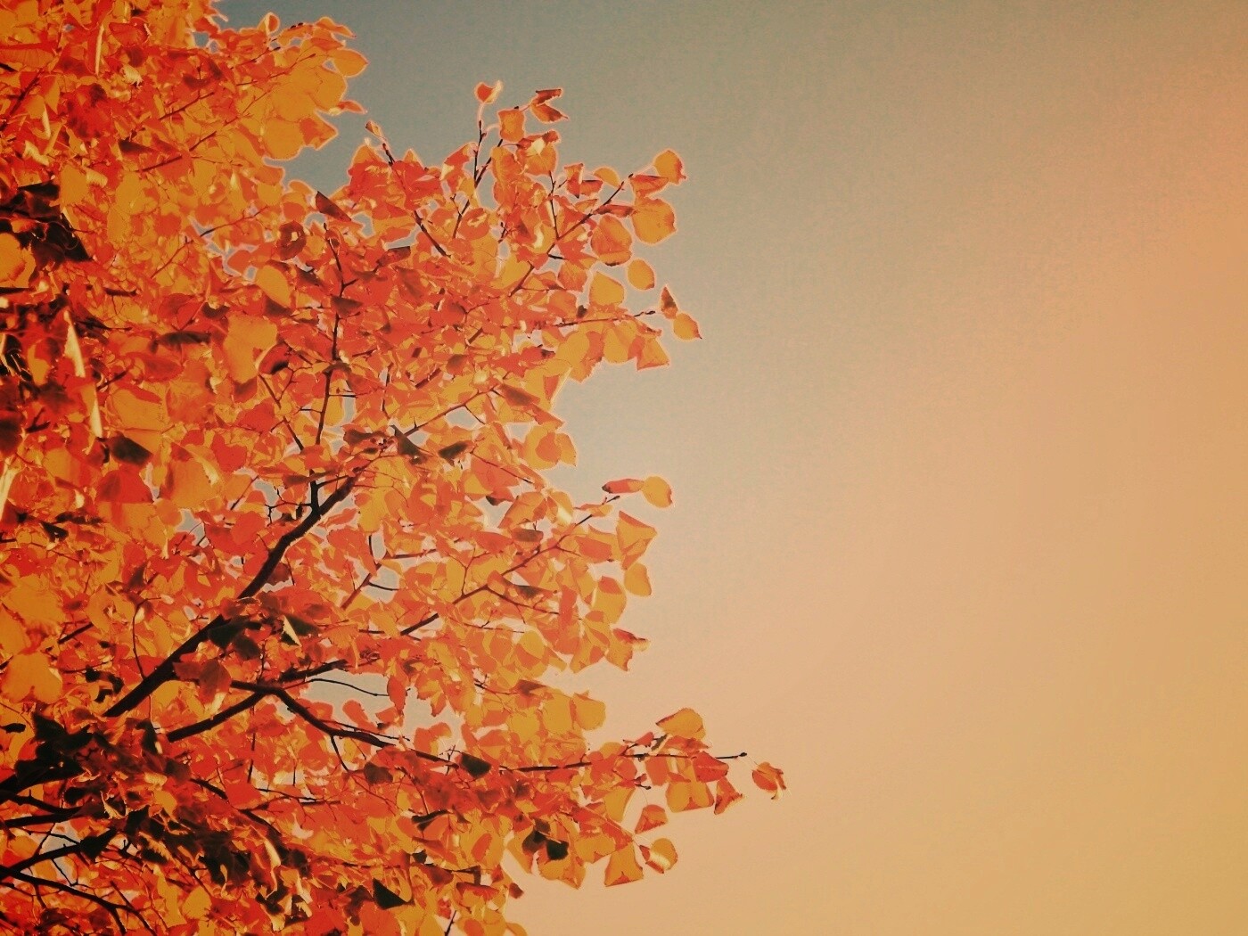 Ветви с пожелтевшими листьями на фоне неба обои