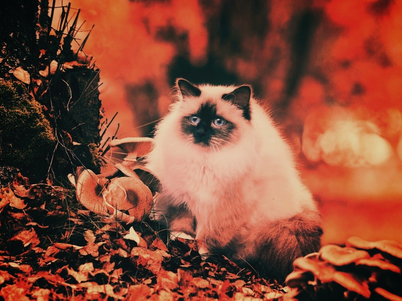 Пушистый кот среди пожелтевшей листвы обои