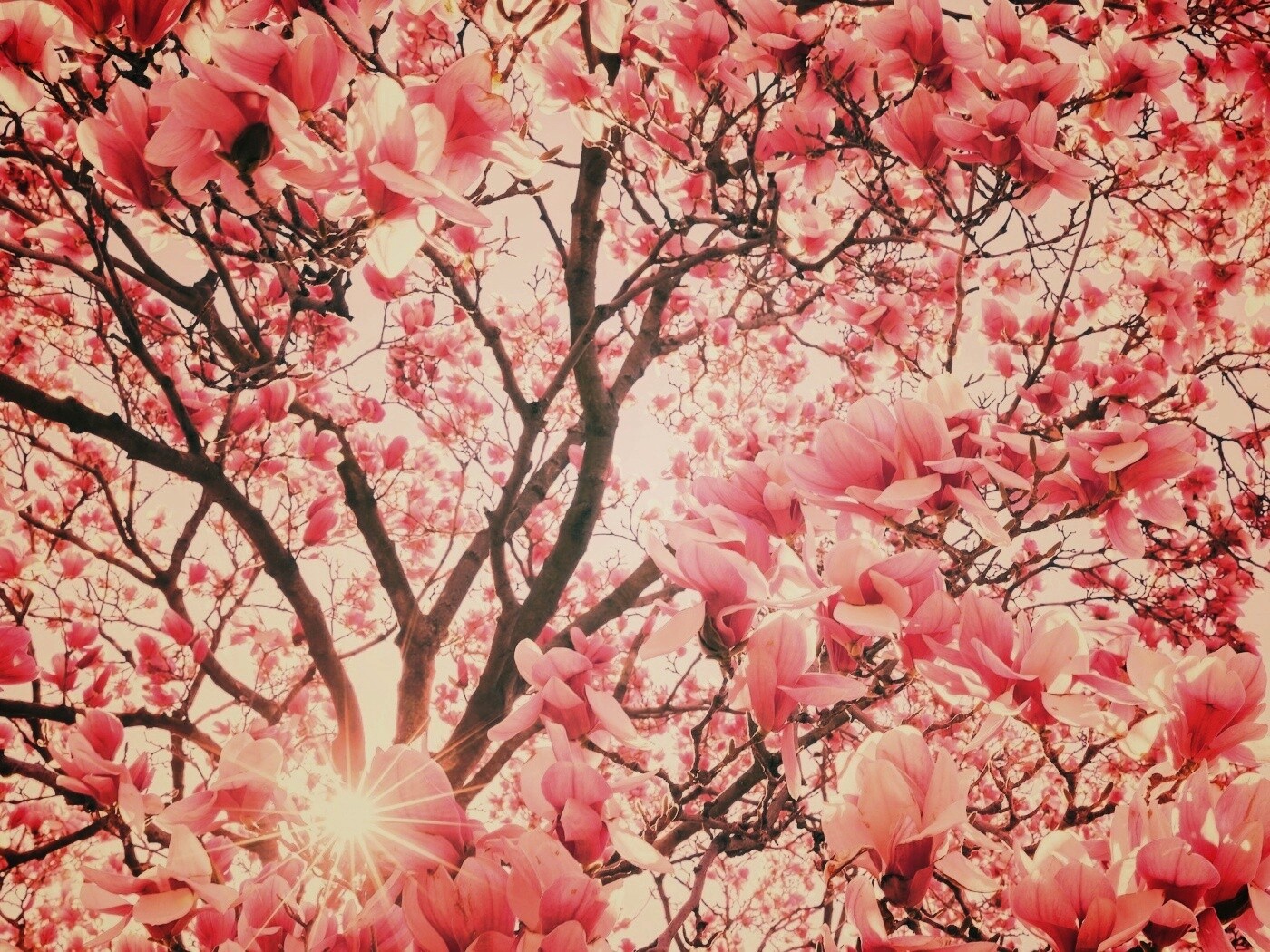 Магнолия обои