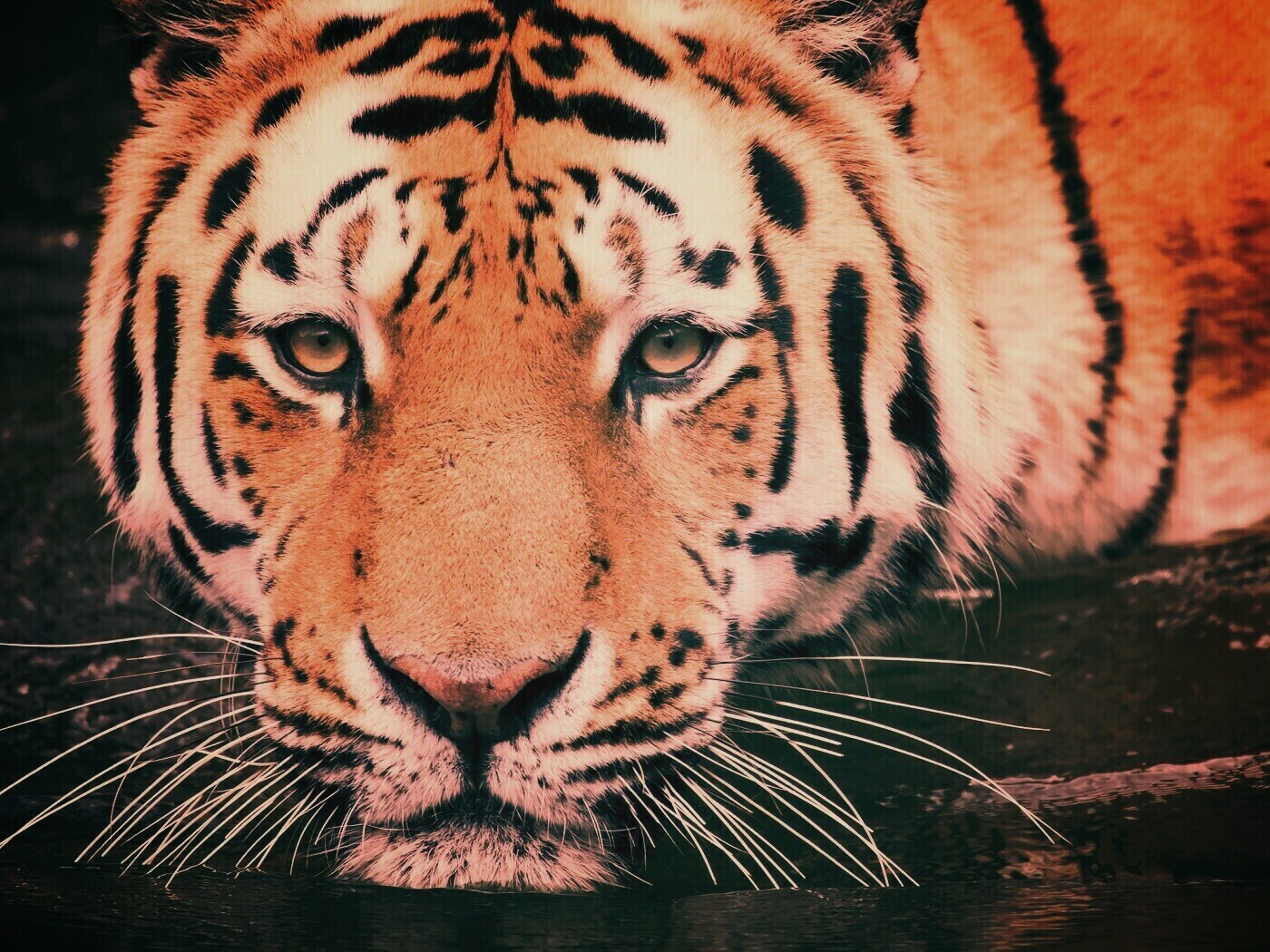 Купание тигра обои