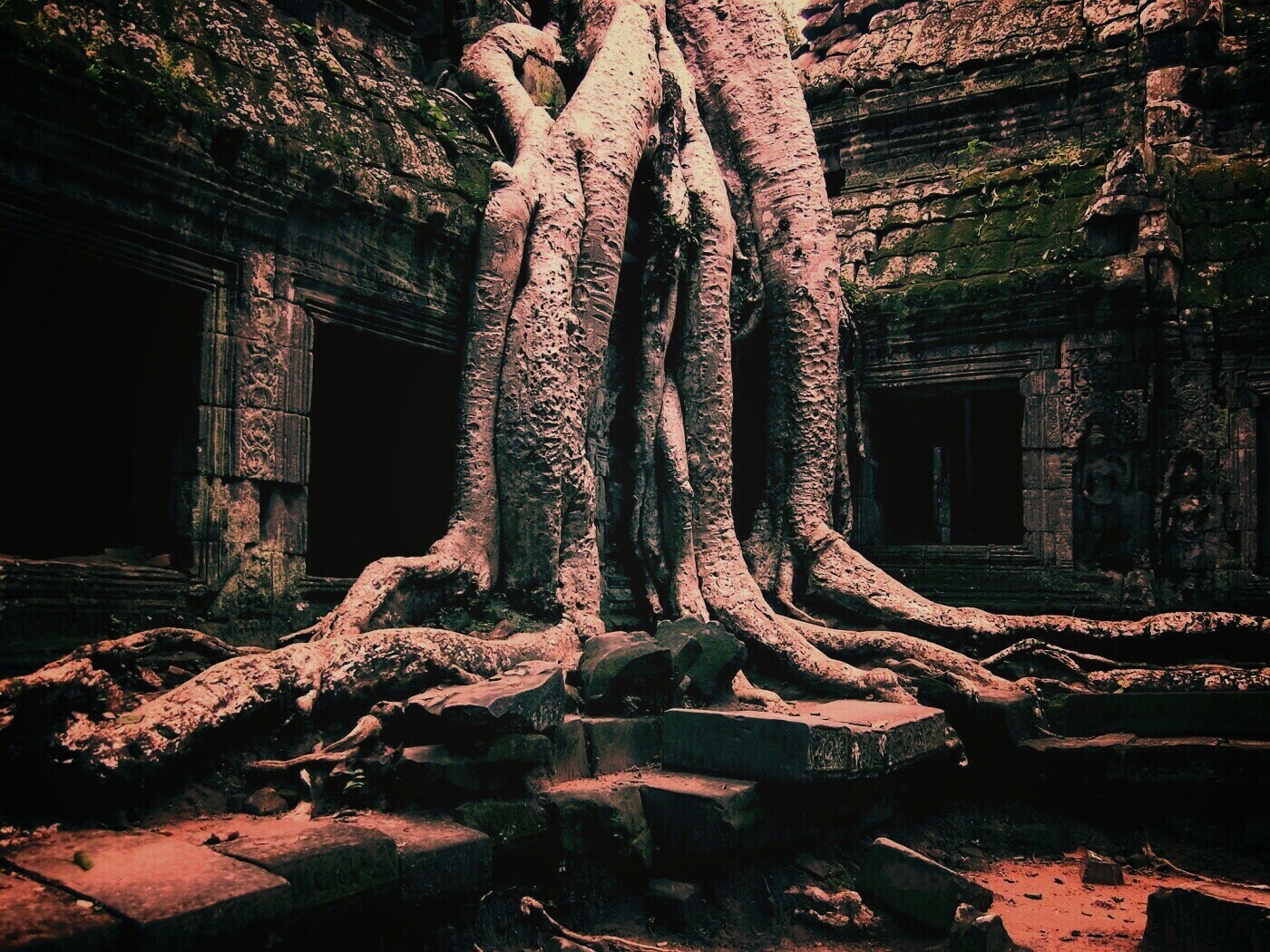 Мощные корни обои